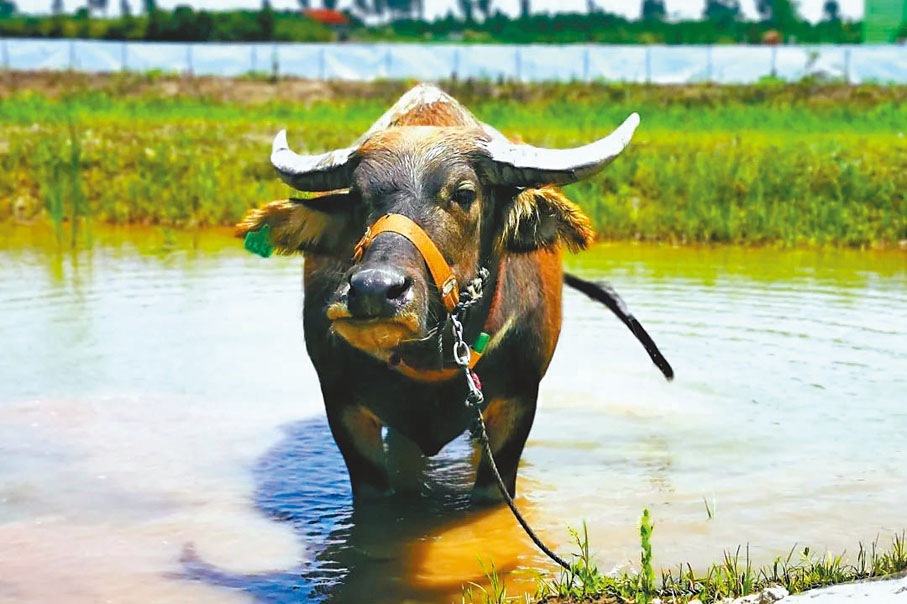 ●上海水牛 　網上圖片