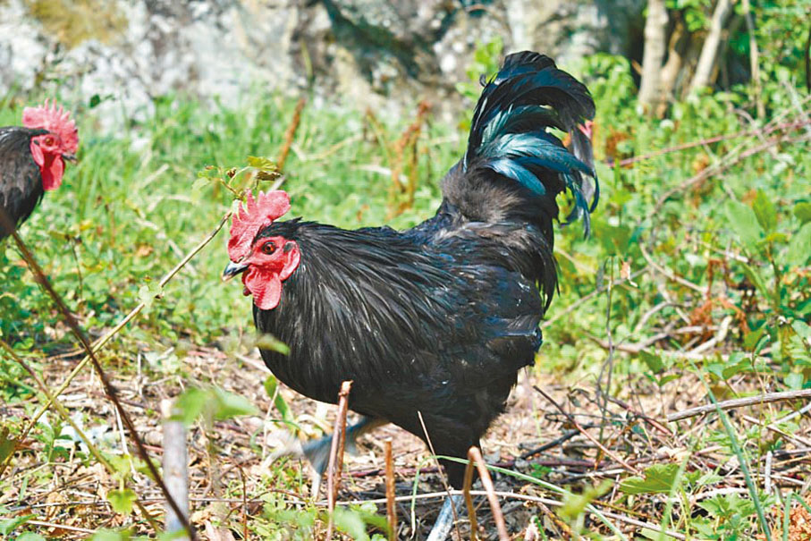 ●甘肅太平雞（黑羽）　網上圖片