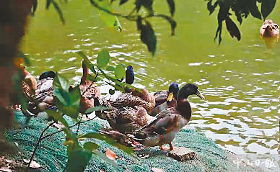 ●廣東中山麻鴨　網上圖片