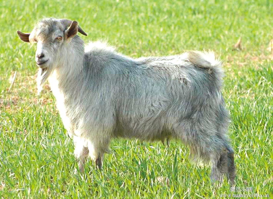●雲南臨滄長毛山羊　網上圖片