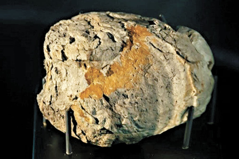 ●圖為掠食性恐龍糞石，推斷是屬於暴龍（化石真品）。 香港科學館圖片