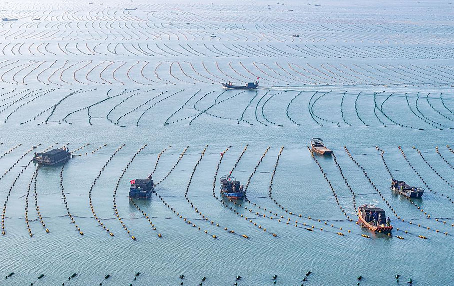 ●當前，我國正處於海洋大國向海洋強國邁進的關鍵時期，海洋經濟也正在邁向高質量發展的新階段。圖為2024年11月21日，山東一海洋牧場的養殖工人在採收鮑魚。 （新華社）