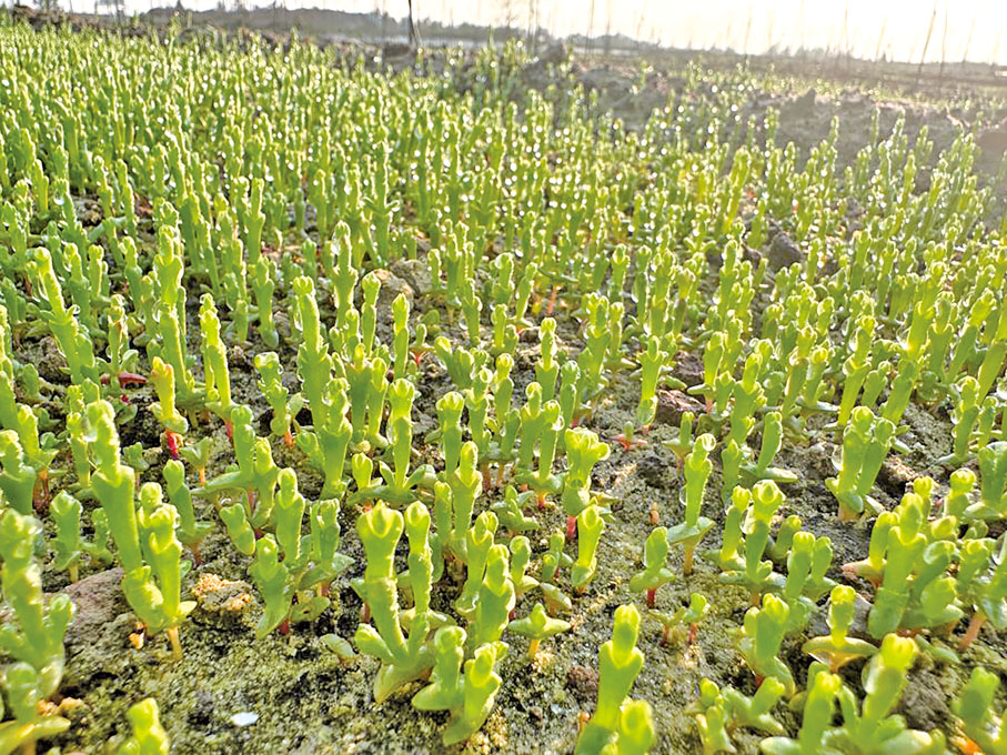 ●海水綜合利用是發展海洋經濟的重要內容和有效方式。圖為海口市美蘭區演豐鎮鹽鹼地裏種植的海蟲草。海蟲草是一種可以利用全海水灌溉的新型經濟作物，又名「海蘆筍」。 （新華社）