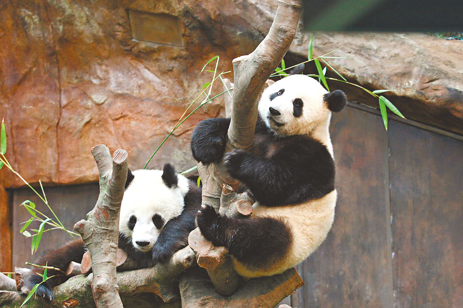 ●運用AI可以更好地保育大熊貓。圖為大熊貓「樂樂」(左)和「盈盈」(右)。 資料圖片