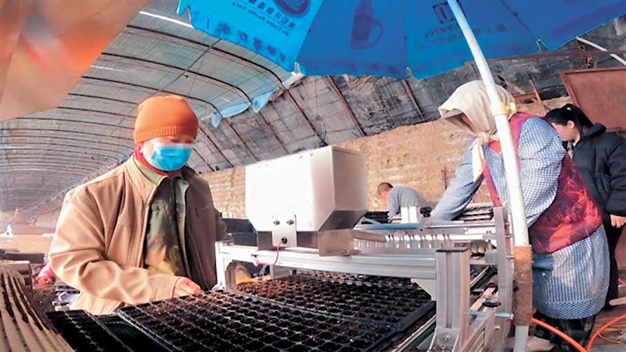 ●新疆昌吉回族自治州瑪納斯縣瑪納斯鎮上二工村現代設施農業種植基地內，種植戶正在使用全自動穴盤育苗點種機點種加工番茄苗。 