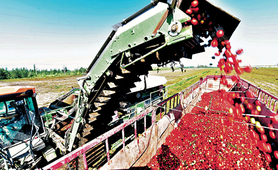 ●新疆巴音郭楞蒙古自治州庫爾勒市哈拉玉宮鎮番茄種植基地內的機械化採收場景。