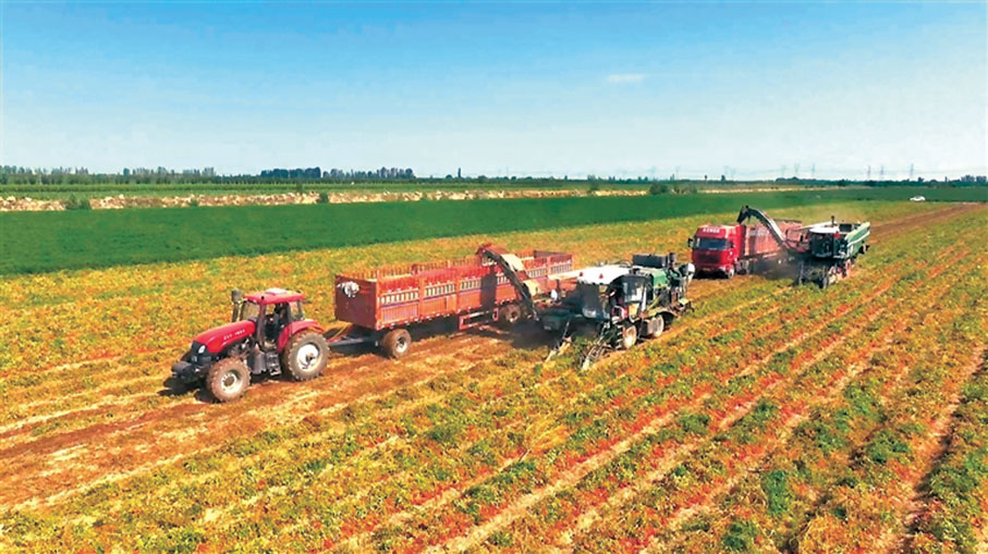 ●新疆昌吉回族自治州瑪納斯縣瑪納斯鎮二工村的加工番茄地裏，兩輛加工番茄採收機正在採收番茄。