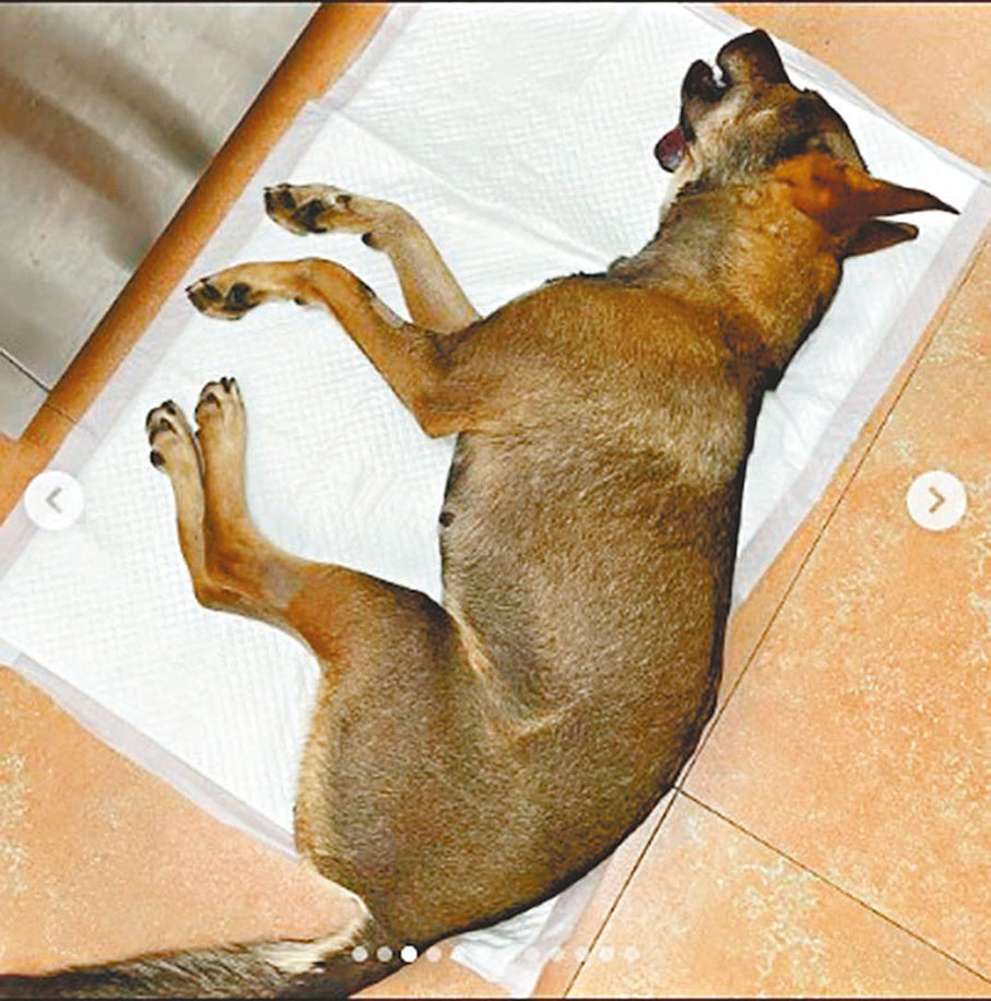 ●Peachy為3歲唐狗。謝嘉怡Ig圖片