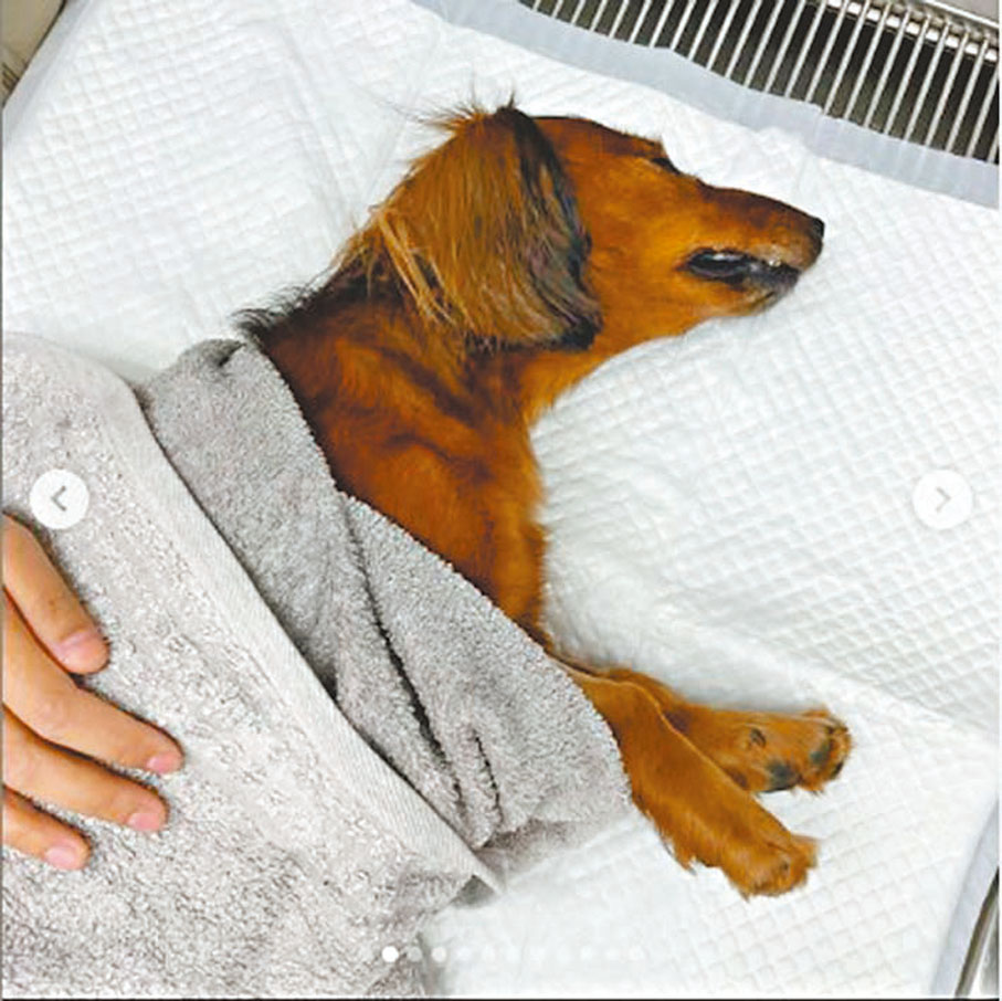 ●Summer為6歲臘腸狗。謝嘉怡Ig圖片