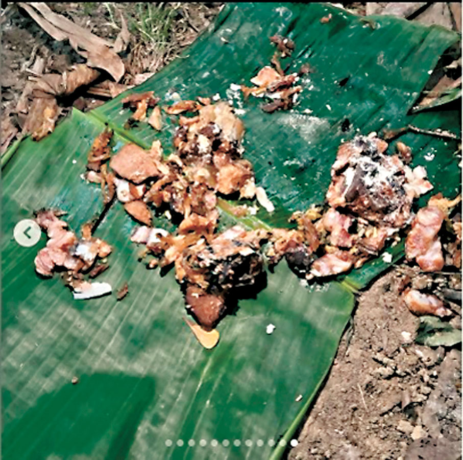 ●謝嘉怡的兩隻愛犬，懷疑吃了路邊有毒肉類致命。謝嘉怡Ig圖片