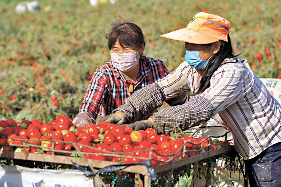 ●我們常見的大番茄經過多代選育，甜味較野生番茄更少。圖為農民在採收番茄。 資料圖片