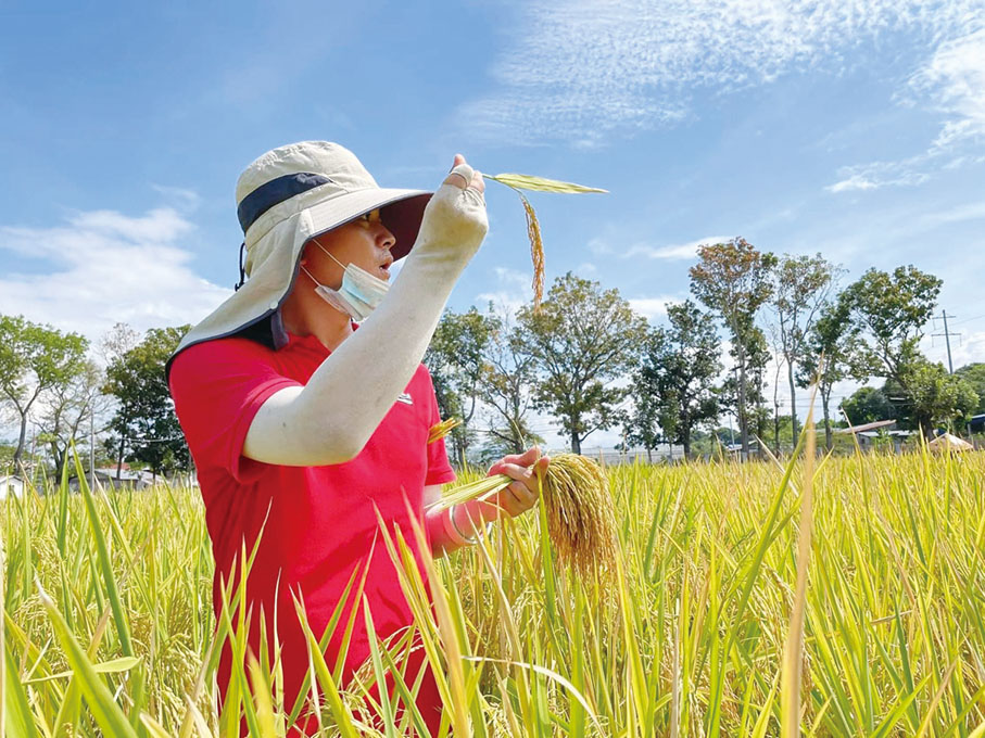 ●湖南雜交水稻技術人員在菲律賓進行技術指導。