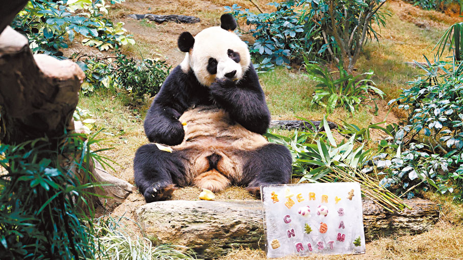 ●大熊貓「安安」繼續豪邁作風，一手把「冰蛋糕」搬到身邊，即場示範熊掌碎冰。 香港文匯報記者黃艾力  攝