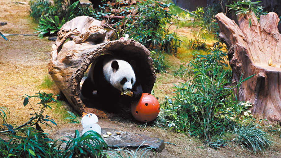 ●大熊貓「可可」對紅波上的竹筍顯得相當興奮，隨即展露斯文、優雅的食相品嘗竹筍。 香港文匯報記者黃艾力  攝