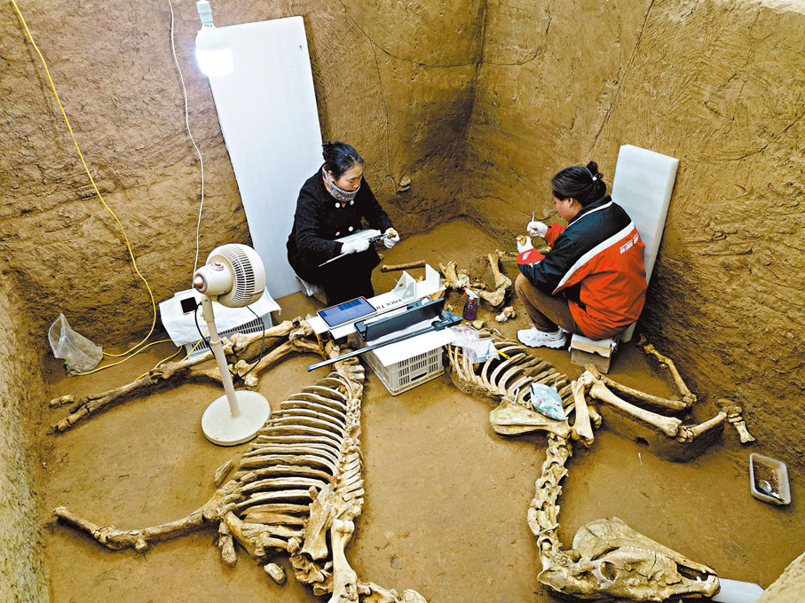 ●2024年11月6日考古工作人員清理祭祀坑出土的馬骨。  中國社會科學院考古研究所安陽工作隊