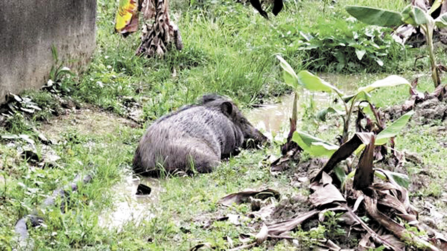 ●野豬咬傷農夫事件後，附近有野豬在水中享受日光浴，全不怕人。 資料圖片
