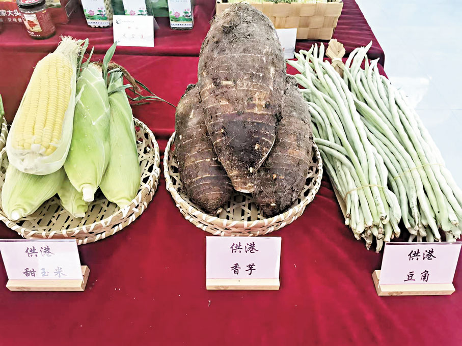 ●賀州供港蔬菜品種多樣,豐富港人餐桌。圖為賀州產甜玉米、香芋、豆角。香港文匯報廣西傳真