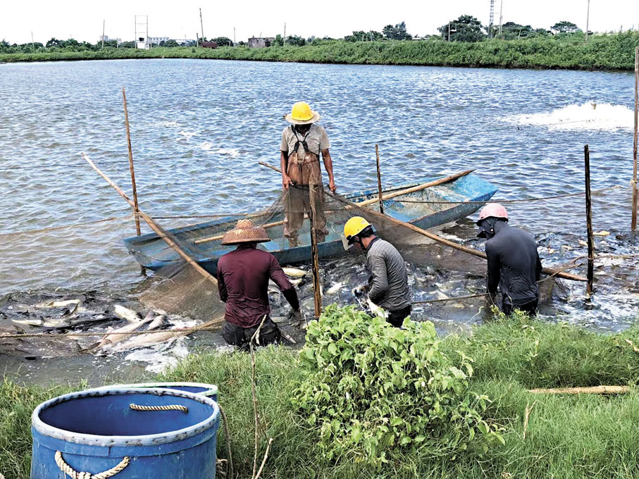 ●供港企業陽江市永興水產養殖有限公司的魚塘，漁民在抓魚。
