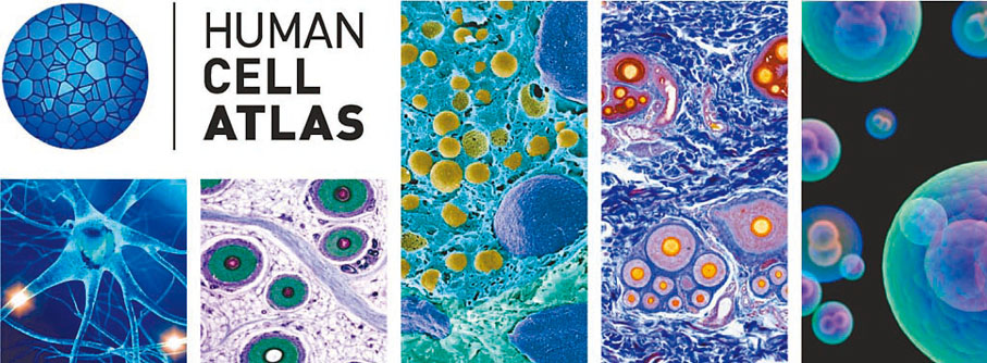 ●人類細胞圖譜計劃(Human Cell Atlas)如同「人體的地圖」。網上圖片