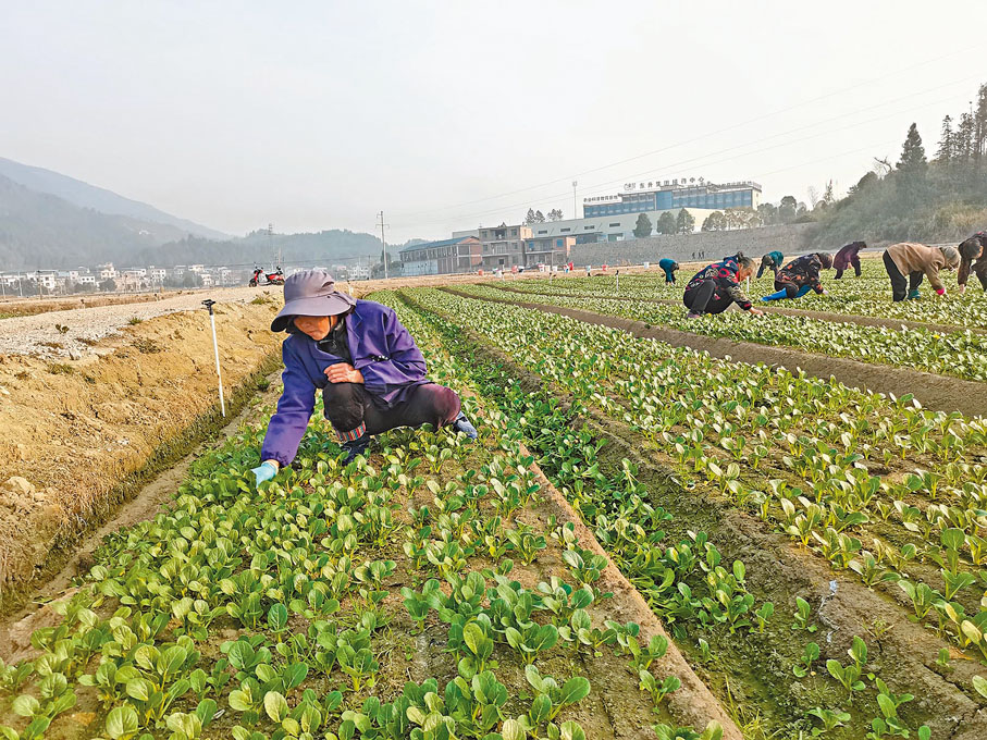 ●上午8點,基地員工在間苗除草。