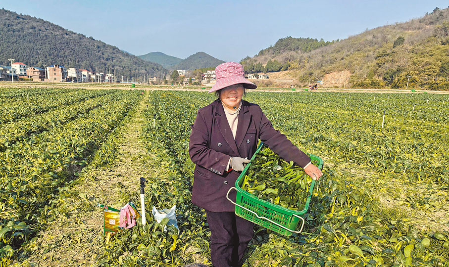 ●下午1點,基地員工在摘菜 。