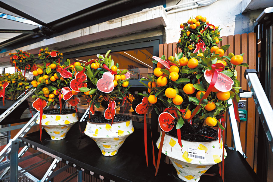 ●葉先生花店出售的年桔。香港文匯報記者郭木又  攝