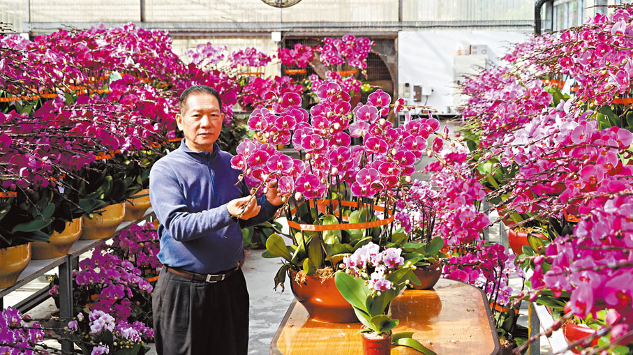 ●楊小龍表示今年蘭花不會加價。香港文匯報記者曾興偉 攝
