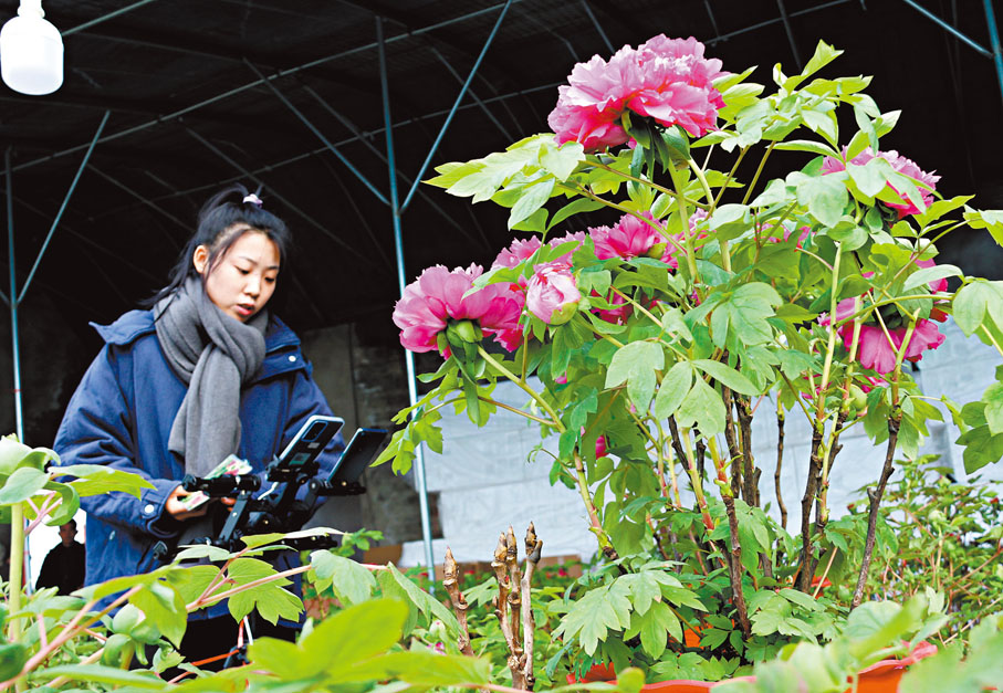 ●直播團隊進駐花棚帶貨催花牡丹。 香港文匯報濟南傳真