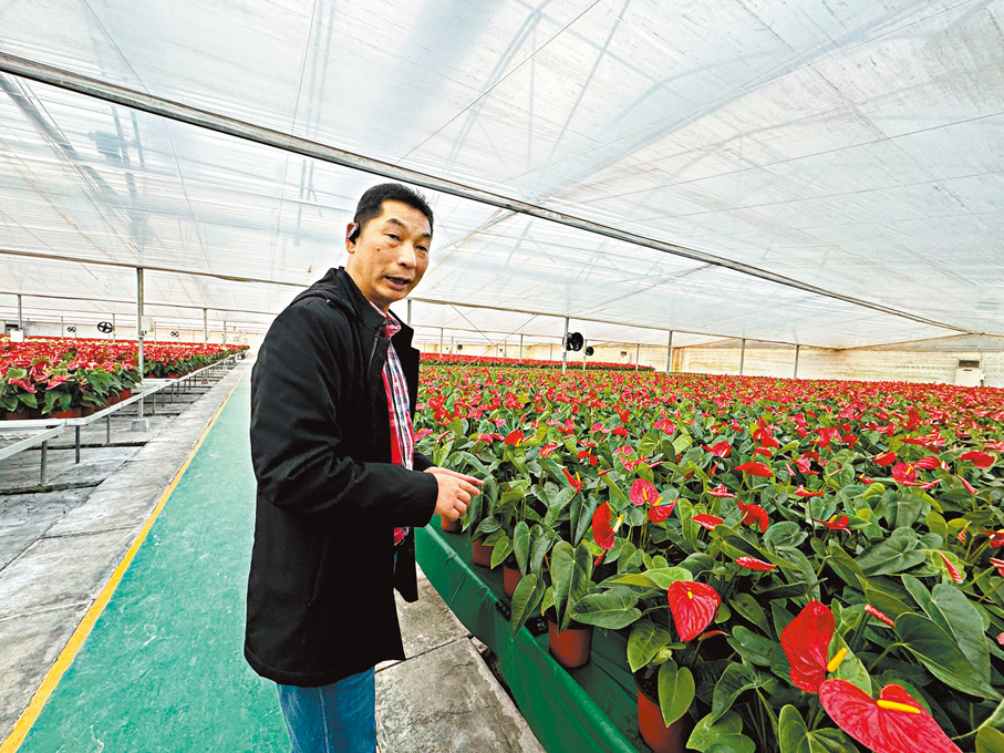 ●伍樹桐在查看紅掌生長情況。