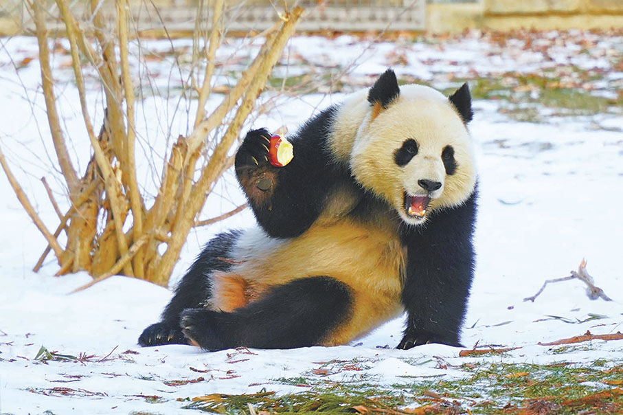 ●美國當地時間24日，大熊貓「青寶」在美國首都華盛頓的史密森學會國家動物園吃蘋果。 新華社