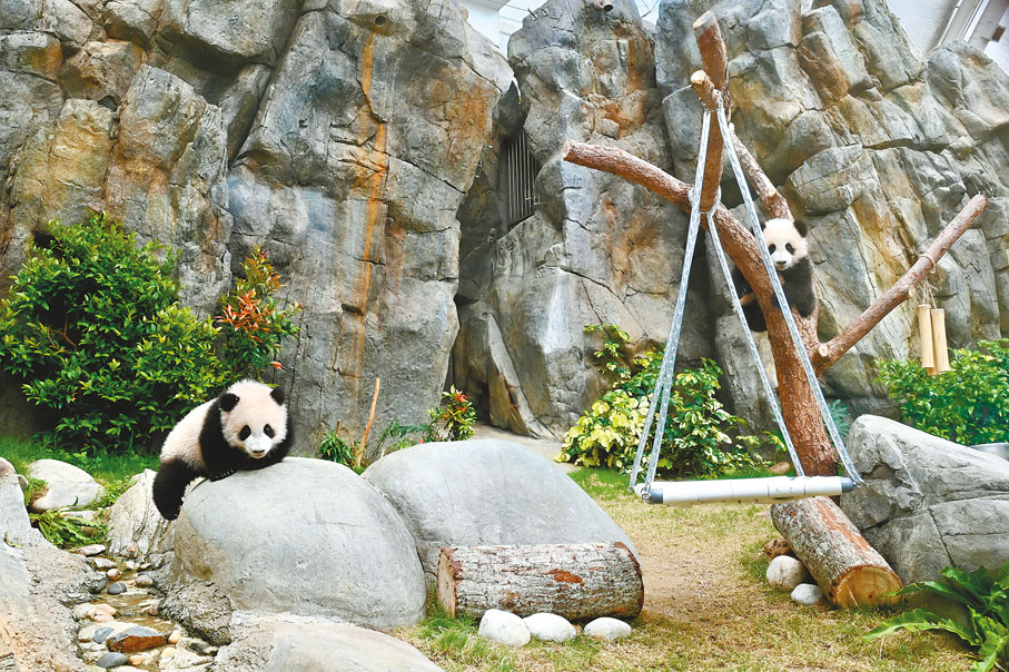 ●2月6日，香港海洋公園組織傳媒探訪港產大熊貓龍鳳胎「家姐」「細佬」，介紹兩隻大熊貓幼崽最新生活情況。圖為大熊貓「細佬」（左）與「家姐」在玩耍。 中新社