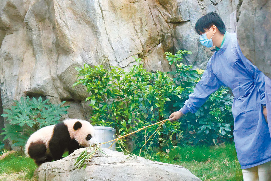 ●護理員和雙胞胎互動。 香港文匯報記者萬霜靈  攝