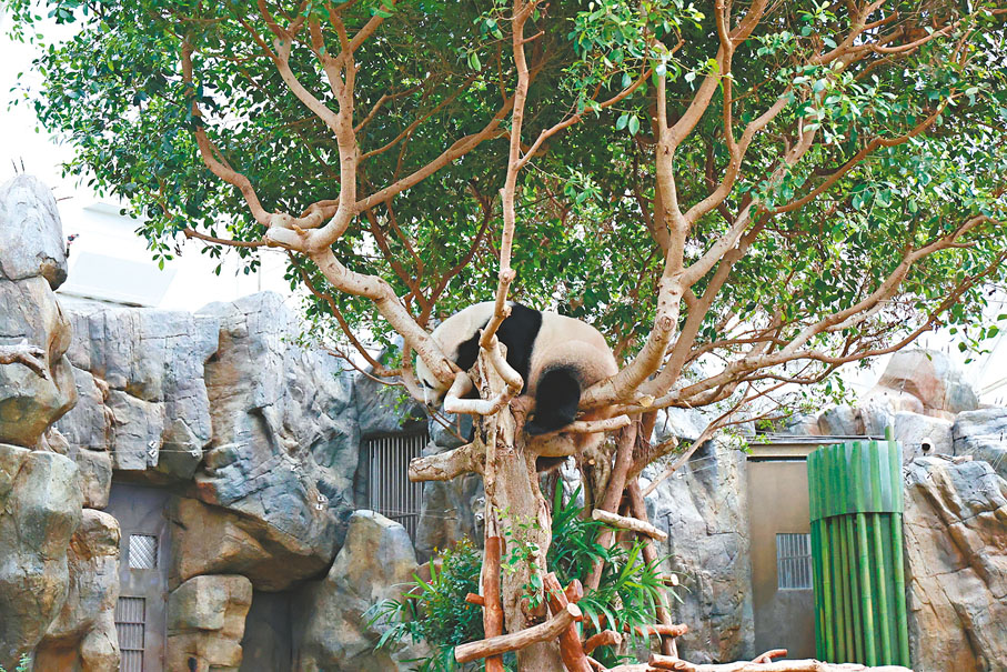 ●「家姐」爬樹技術高超。香港文匯報記者萬霜靈  攝