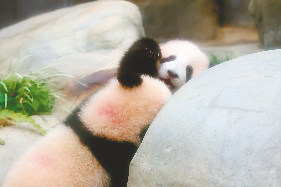 ●相親相愛、相互打鬧，就是兩姐弟的幸福「熊生」。 香港文匯報記者萬霜靈  攝