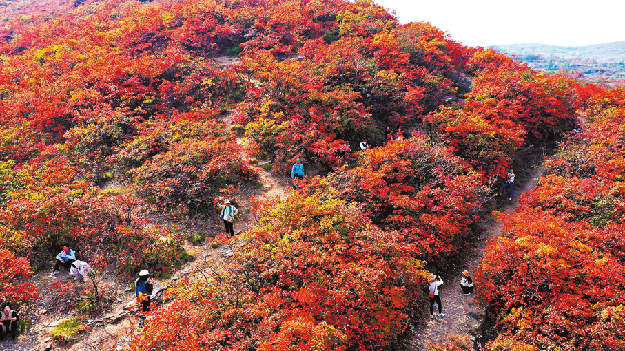 ●楓葉紅了，黃花綻放，神州處處美景如畫。