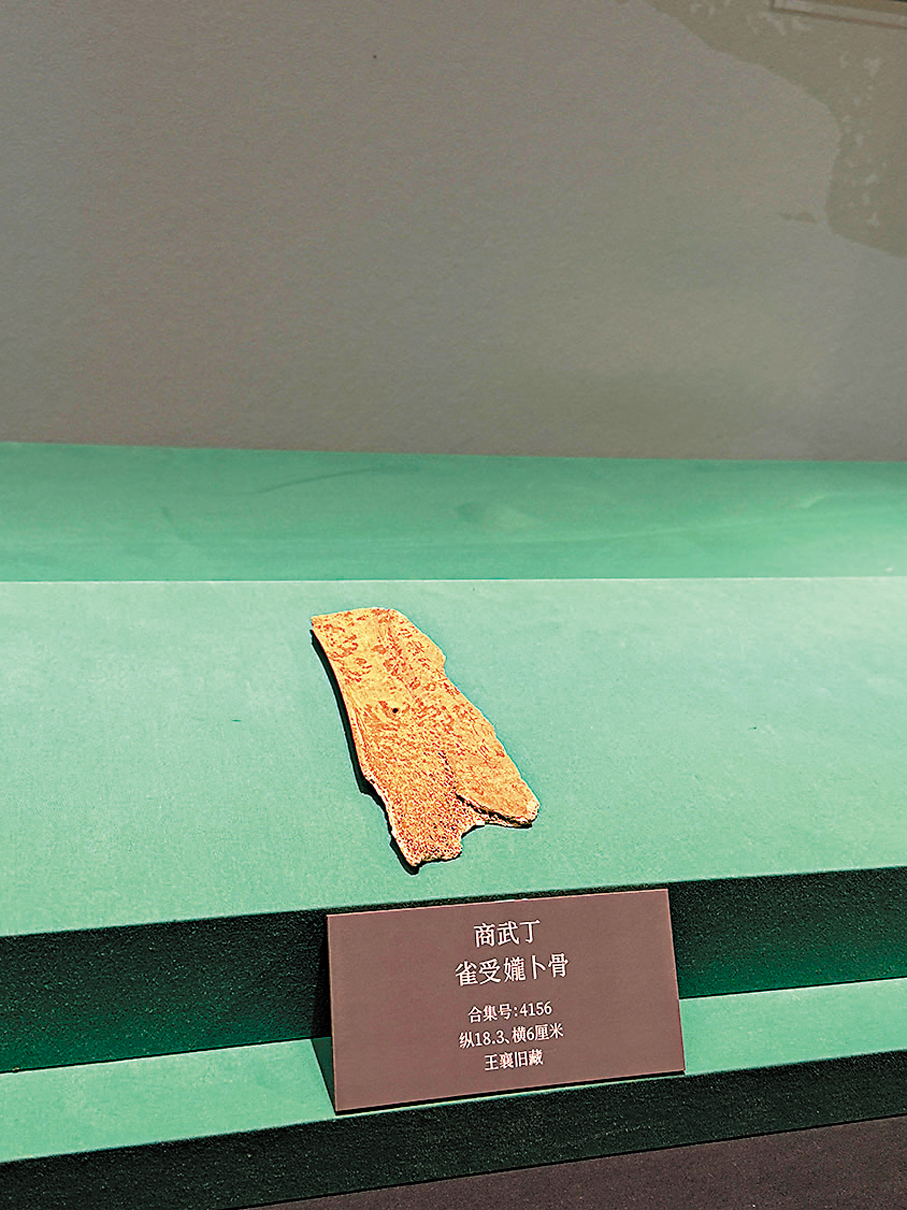 ●雀受女龍卜骨,卜辭意為:「是否讓貴族雀接受龍方貴族女子」。 香港文匯報記者劉蕊 攝