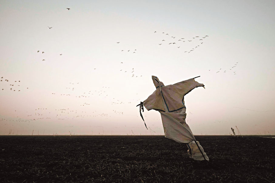 ●稻草人。  李英傑攝影作品