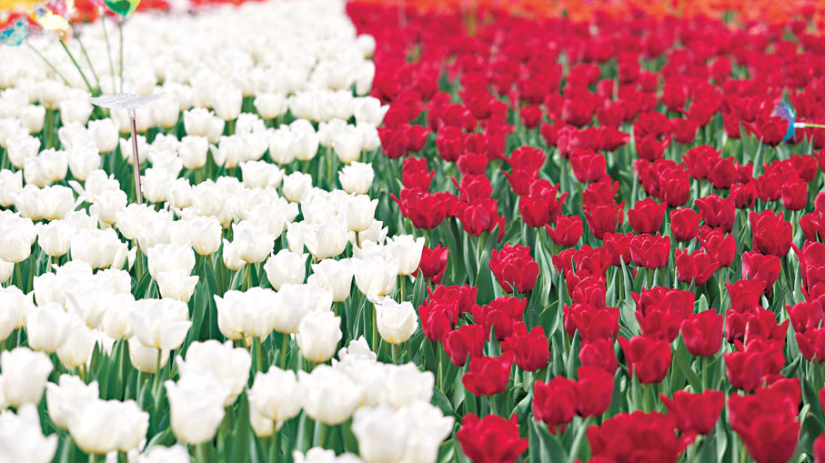 ●「鬱金香花海」