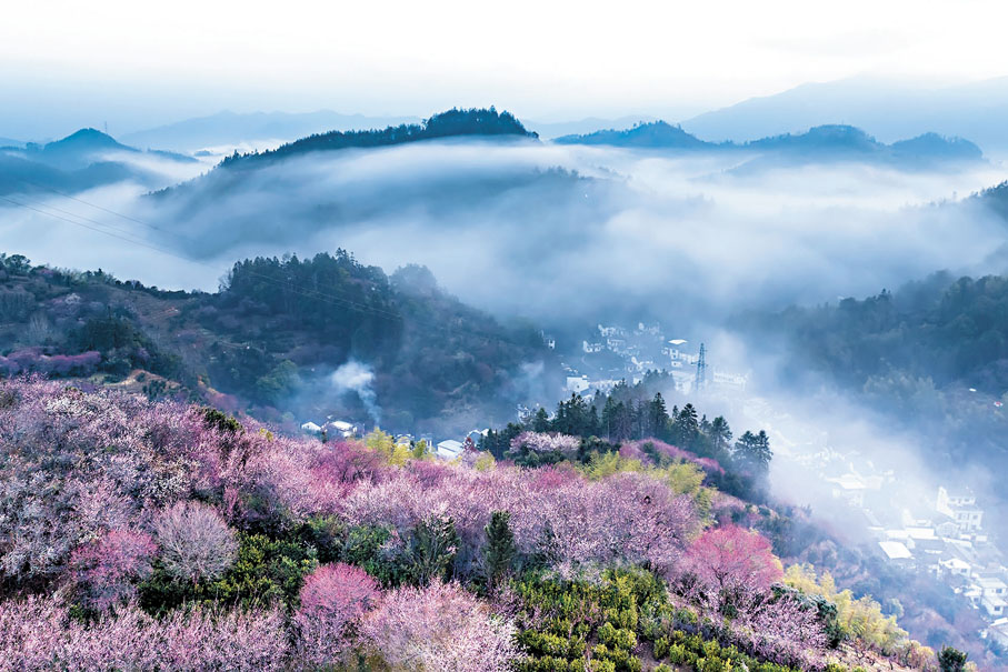 ●在安徽黃山歙縣雄村鎮賣花漁村,綻放的梅花與徽派村落民居相映成趣。