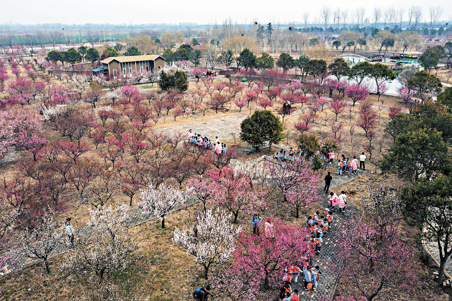 ●鄭州市惠濟區黃河灘地公園,黃河梅園梅花次第開放。