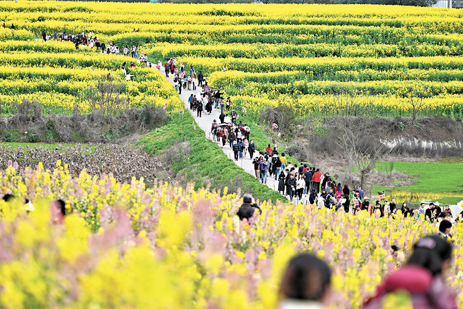 ●成都三聖街道簧柏路旁的油菜花海,彷彿現實版的「莫奈花園」。