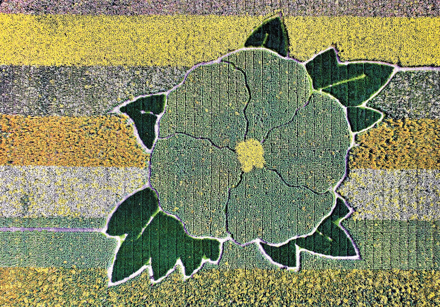 ●四川彩色油菜花田
