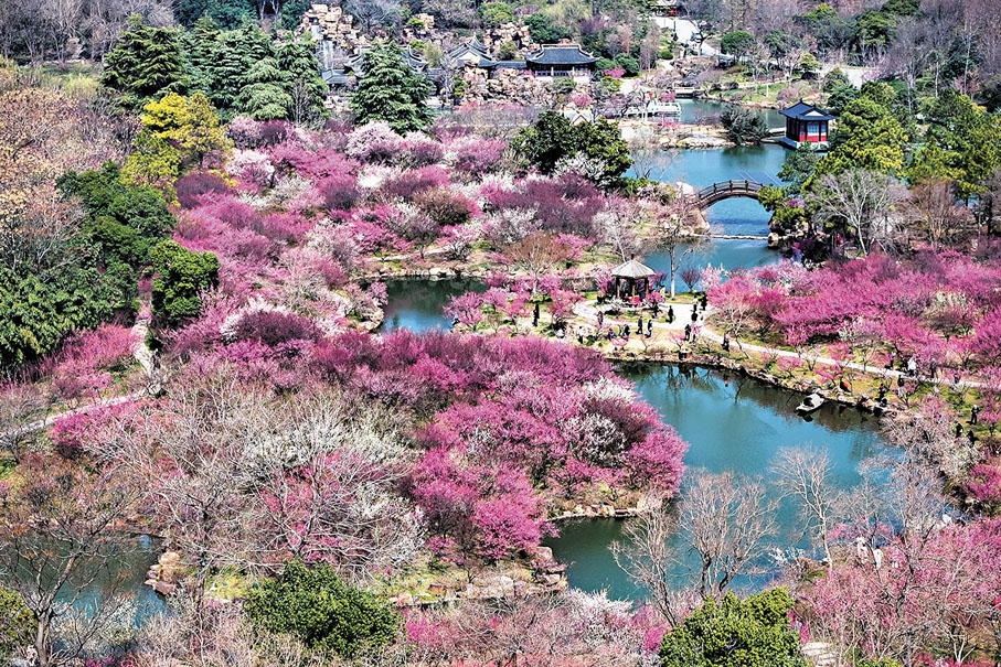 ●揚州瘦西湖風景區「湖上梅林」