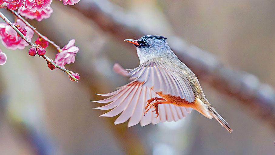 ●鳥兒在梅花間飛舞。