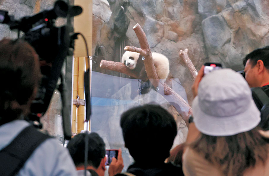 ●海洋公園於本周六起舉辦親親動物月，遊人可與園內6隻大熊貓近距離見面。香港文匯報記者郭木又  攝