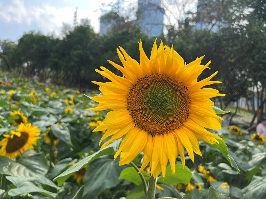 ●近日，科學家通過天然育種的方式，發現了能夠孤雌生殖的向日葵。 網上圖片