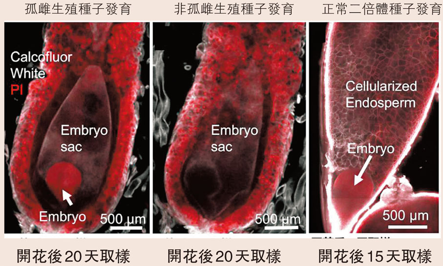 ●單倍體孤雌種子與其他種子發育對比。 網上圖片