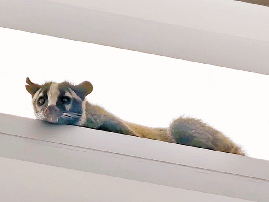 ●果子狸趴在玻璃幕牆的橫樑上探頭下望。