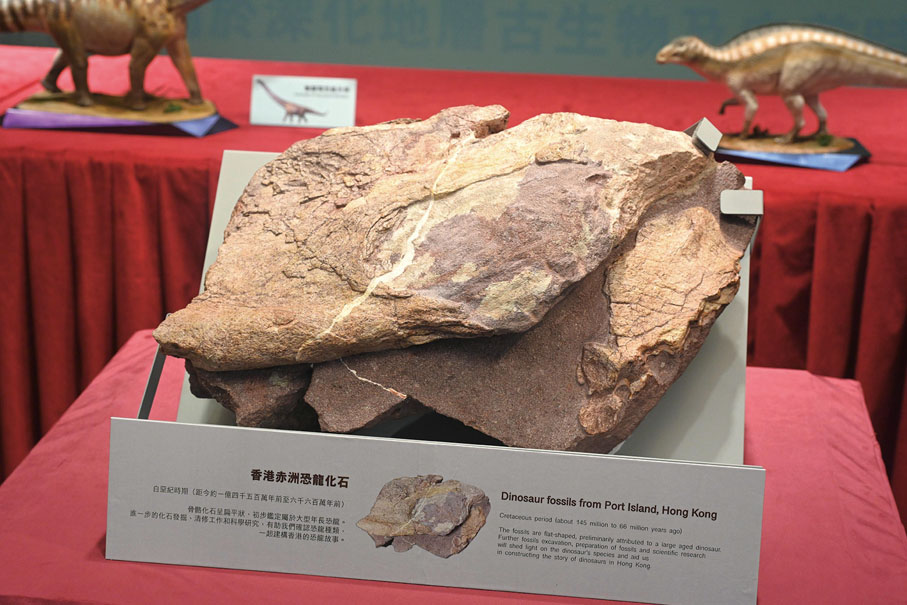 ●在香港聯合國教科文組織世界地質公園範圍內的赤洲發現的恐龍化石。 （新華社）