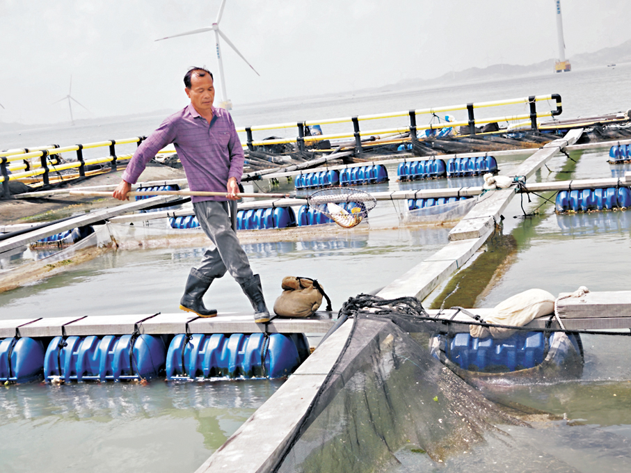 ●莆田黃瓜魚養殖場,黃瓜魚要晚上捕捉身體才變黃色,而且因為食野生魚仔,要養3年才可以食。